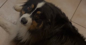 fanny cat sitter à CORMEILLES EN PARISIS 95240_1