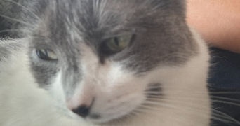 cyril pet sitter à ECOUEN 95440_2