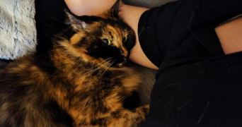 laurentz pet sitter à EPINAY SUR SEINE 93800_2