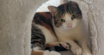 mo pet sitter à CRECY LA CHAPELLE 77580_2