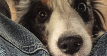 camille pet sitter à LYON 06 69006_5