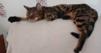 gisèle cat sitter à ANNECY 74960_4