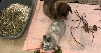 clara pet sitter à OLARGUES 34390_4