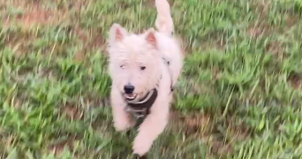 severine pet sitter à TERRASSON LAVILLEDIEU 24120_5