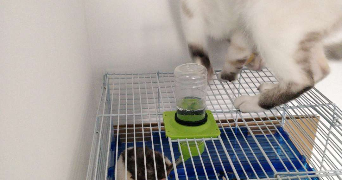 anais pet sitter à GAZERAN 78125_7