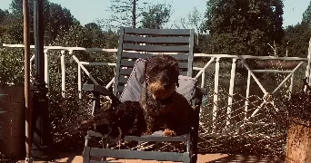 pascale pet sitter à SERY LES MEZIERES 02240