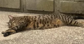 olga pet sitter à Sens 89100