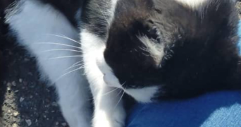 alicia pet sitter à LIMOGES 87000_2