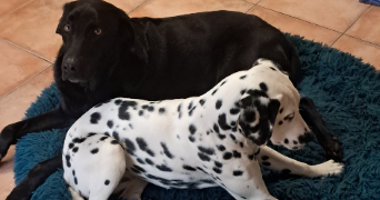 adeline pet sitter à CEAUX EN LOUDUN 86200_7