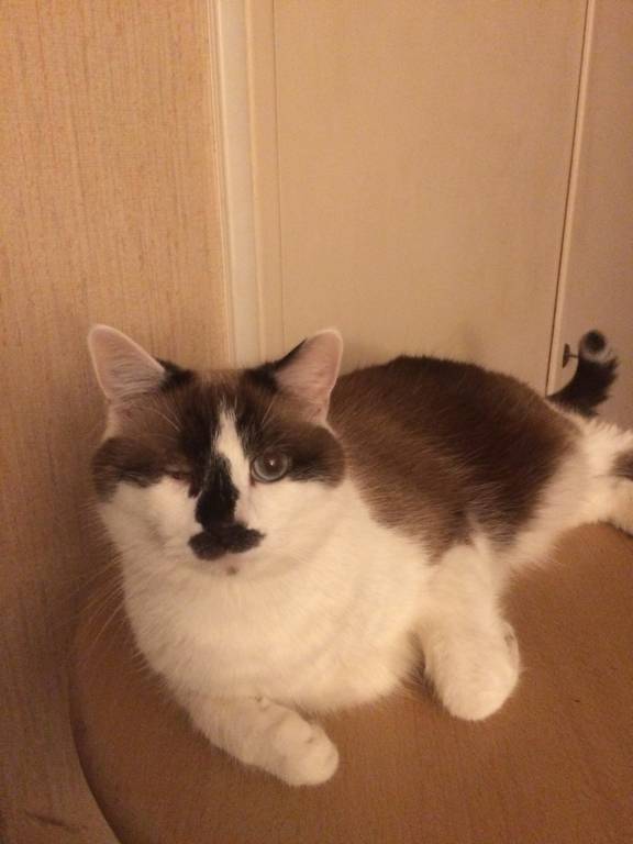 Dominique pet sitter à Perreux-sur-Marne  94170_4