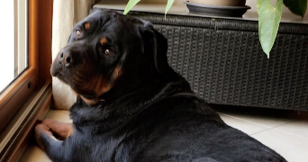 camille pet sitter à BAILLEUL 59270_8