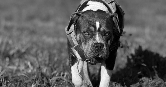 laura pet sitter à THIVIERS 24800_2