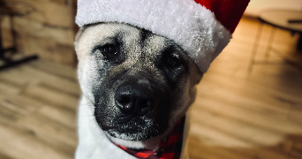 lea pet sitter à KINGERSHEIM 68260_8