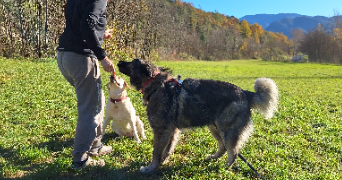 jade pet sitter à ST CLAR DE RIVIERE 31600_3