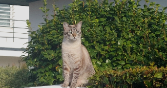 cassandre pet sitter à Bruz 35170_3