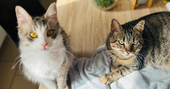 marion pet sitter à BORDEAUX 33800_1