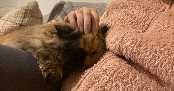 léa pet sitter à CHAMBRAY LES TOURS 37170_3