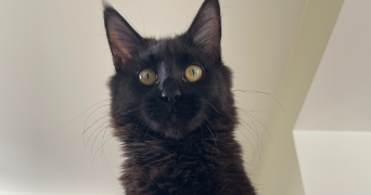 elisa pet sitter à ST ETIENNE 42000_4