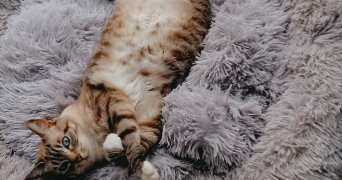 fannie pet sitter à MERIGNAC 33700_2