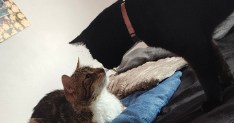 lyna pet sitter à PALAISEAU 91120_3