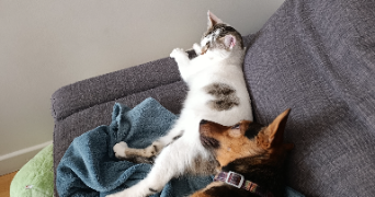 alice pet sitter à CLERMONT FERRAND 63000_4