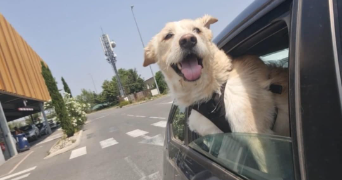 loriana pet sitter à CABRIERES D AIGUES 84240_3