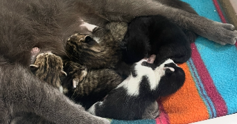 lilly cat sitter à POITIERS 86000_5