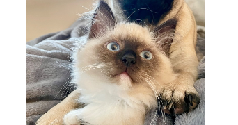 caroline pet sitter à TOULON 83200_0