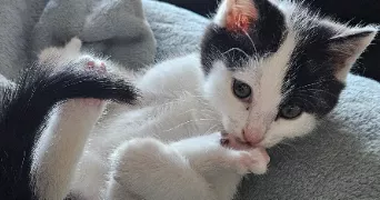 angélique pet sitter à Talais 33590