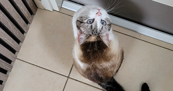 Anne claire pet sitter à Vairé 85150_3