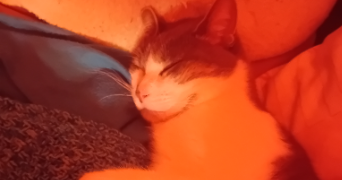 sklaerenn pet sitter à GENNES VAL DE LOIRE 49350_2