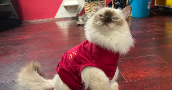 cochefert pet sitter à PARIS 17 75017_5