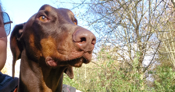 adéline pet sitter à ST SAUVEUR 29400_1