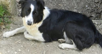 luuna pet sitter à ST ANDRE DE CHALENCON 43130_4