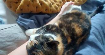 maeva pet sitter à JOUE LES TOURS 37300_1