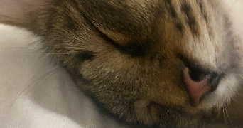 samantha cat sitter à SOISY SUR ECOLE 91840_5