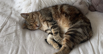 lucille pet sitter à PARIS 75015_1