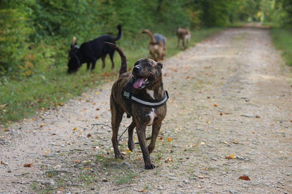 Léa pet sitter à Bouxières-aux-Dames 54136_1