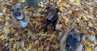 amandine pet sitter à ST LAURENT BLANGY 62223_0