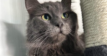 jérôme pet sitter à MONTREUIL 93100_8