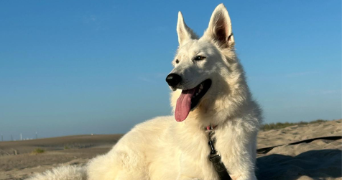 florence pet sitter à VEREL PRAGONDRAN 73230_1