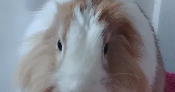 sandy pet sitter à TOUL 54200
