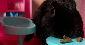 marie pet sitter à CISSAC MEDOC 33250_3