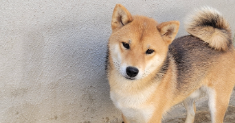 sandra pet sitter à AUBORD 30620_7