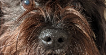 marie-dominique pet sitter à AJACCIO 20090_5