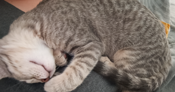 maxine pet sitter à ROMANS SUR ISERE 26100_1