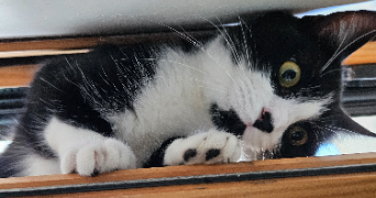 eloïse pet sitter à VALSERHONE 01200_4