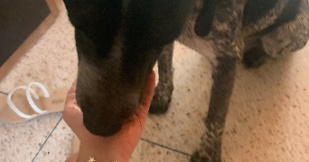 alicia pet sitter à POITIERS 86000_6