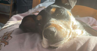 lara pet sitter à BREST 29200_3