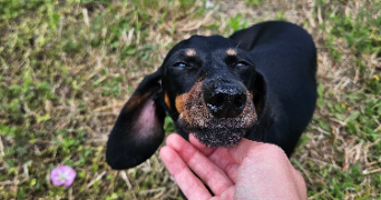 charline pet sitter à BREST 29200_1